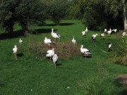 Klapperstorche außer Dienst