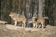 wildpark-maerz-05