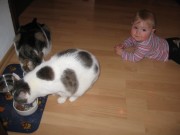 felina-katzenfutter-1