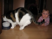 felina-katzenfutter-2